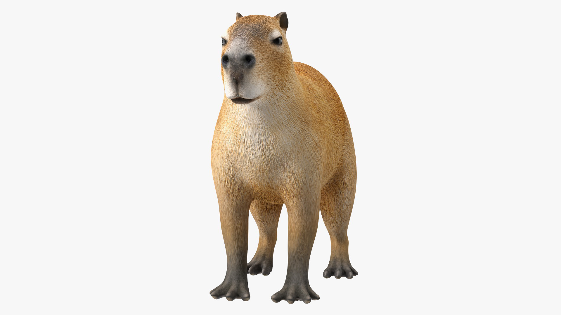 Capybara Rigged for Maya 3D model