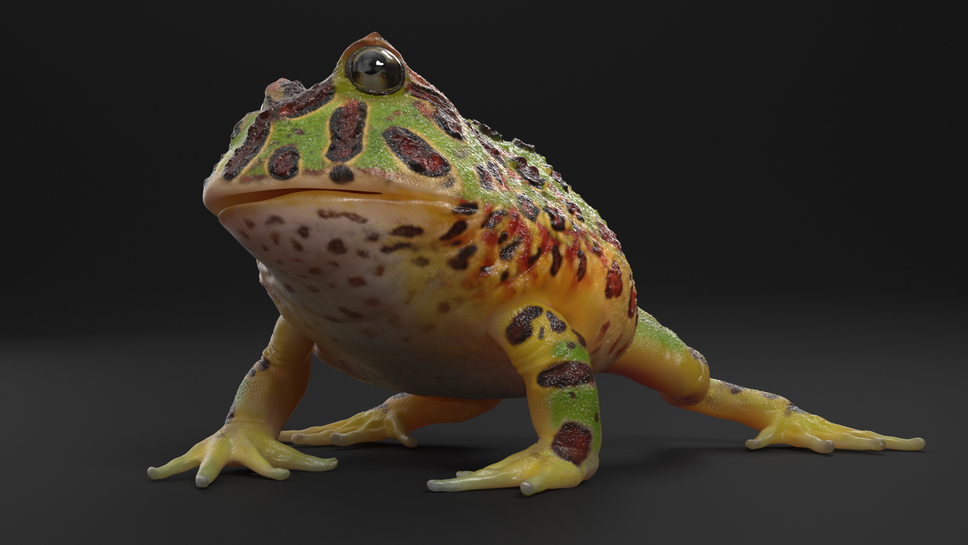 3D Realistic Horned Toad Rigged model