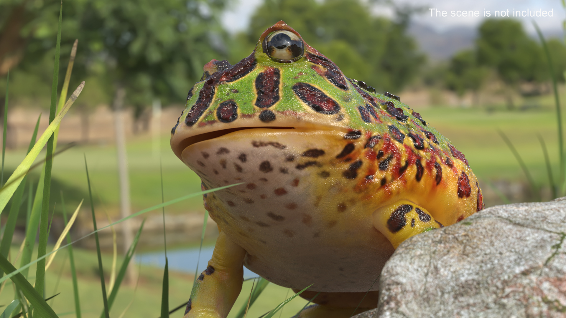 3D Realistic Horned Toad Rigged model