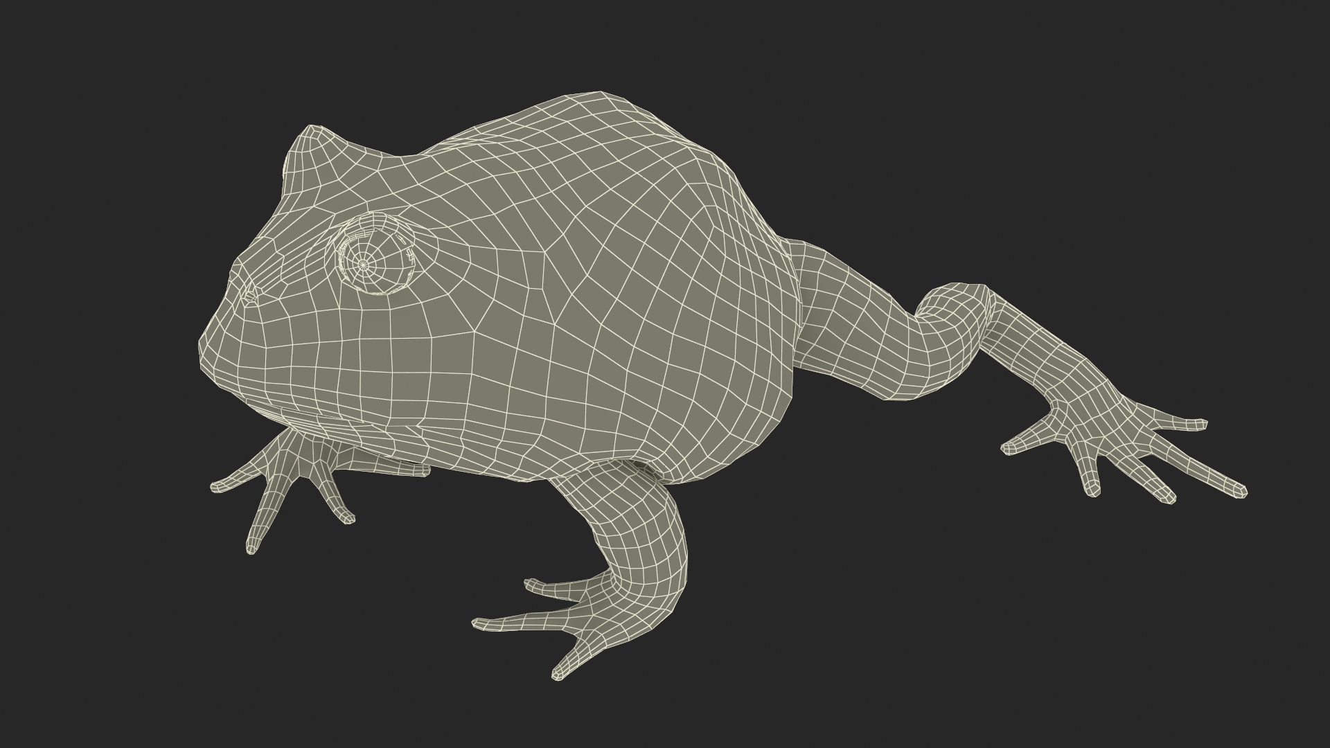 3D Realistic Horned Toad Rigged model