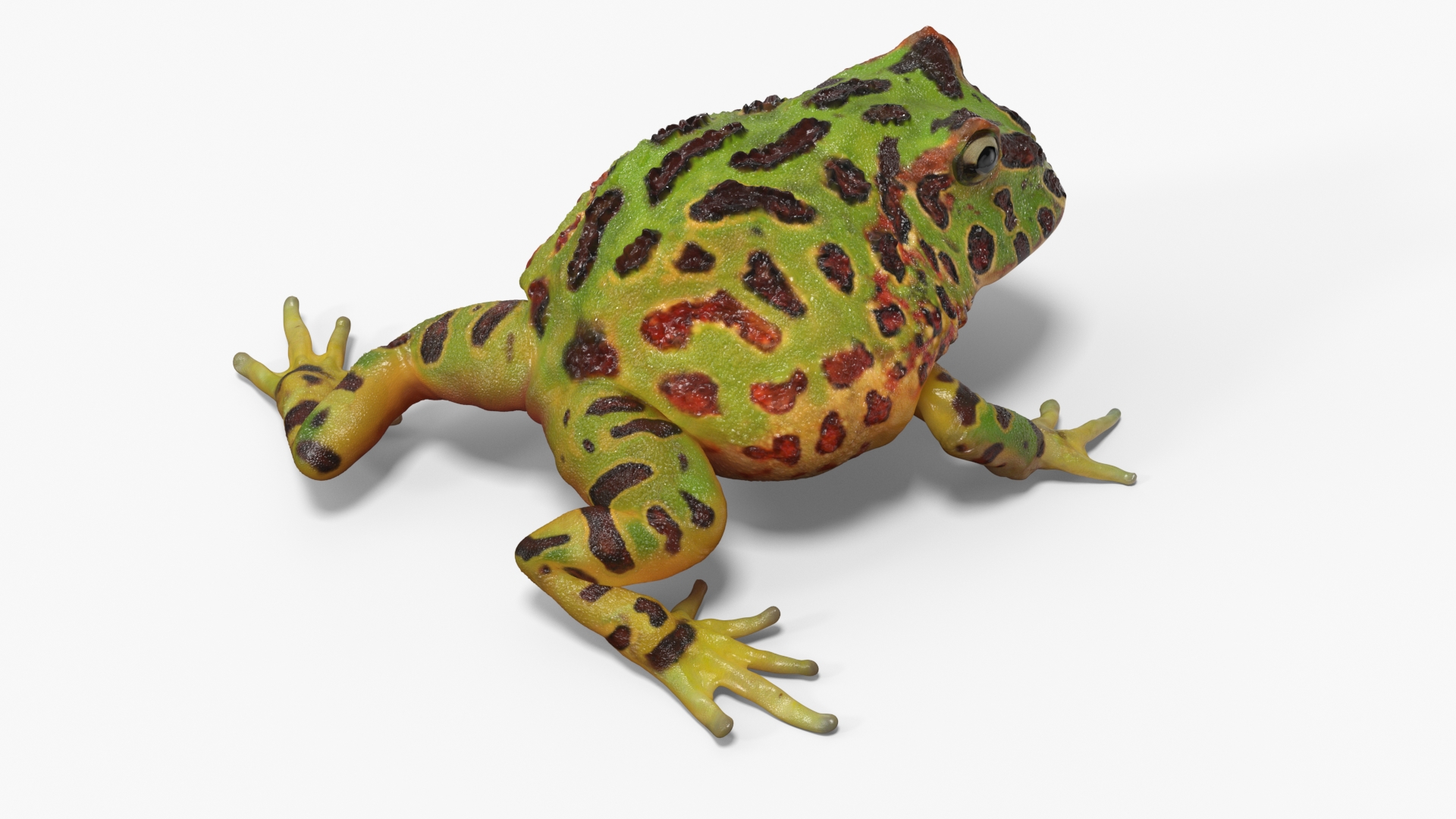 3D Realistic Horned Toad Rigged model