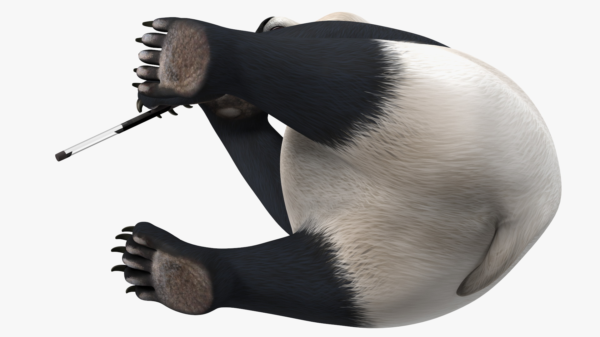 Giant Panda Sitting Pose 3D model