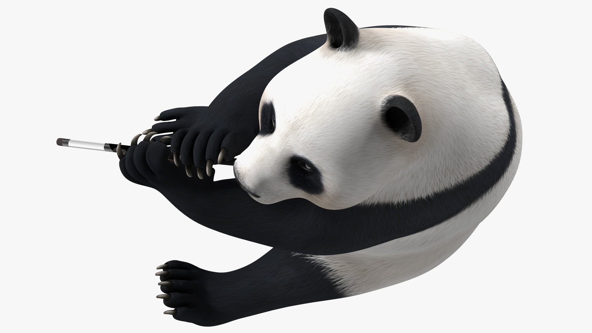 Giant Panda Sitting Pose 3D model