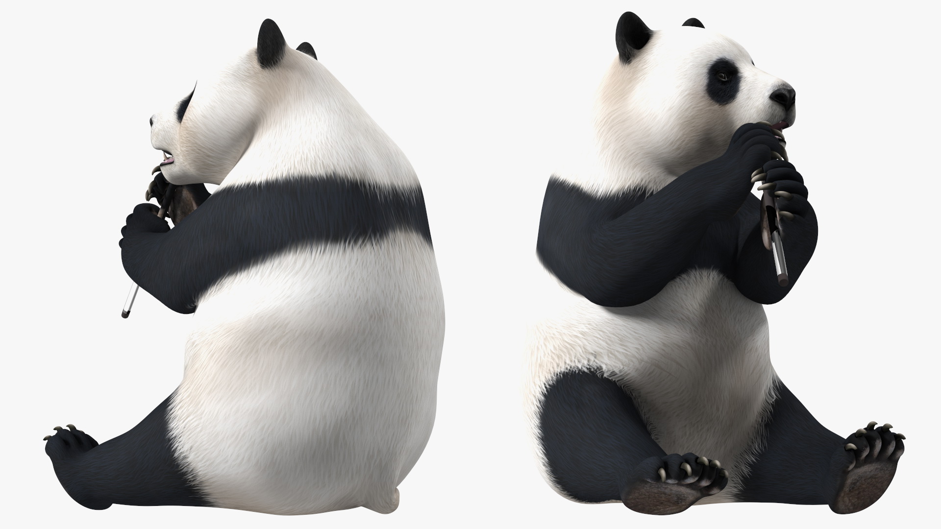 Giant Panda Sitting Pose 3D model