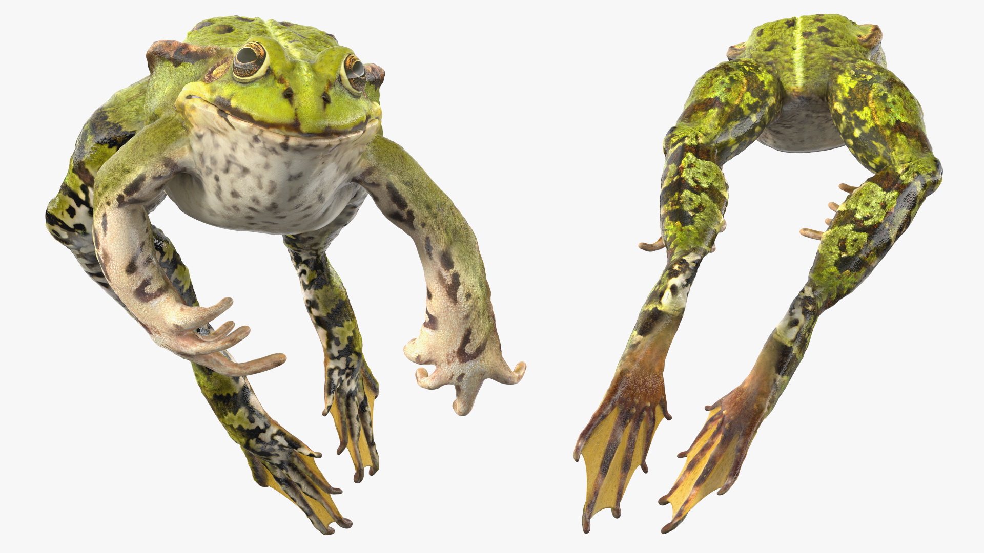 Frog Jumping Pose 3D