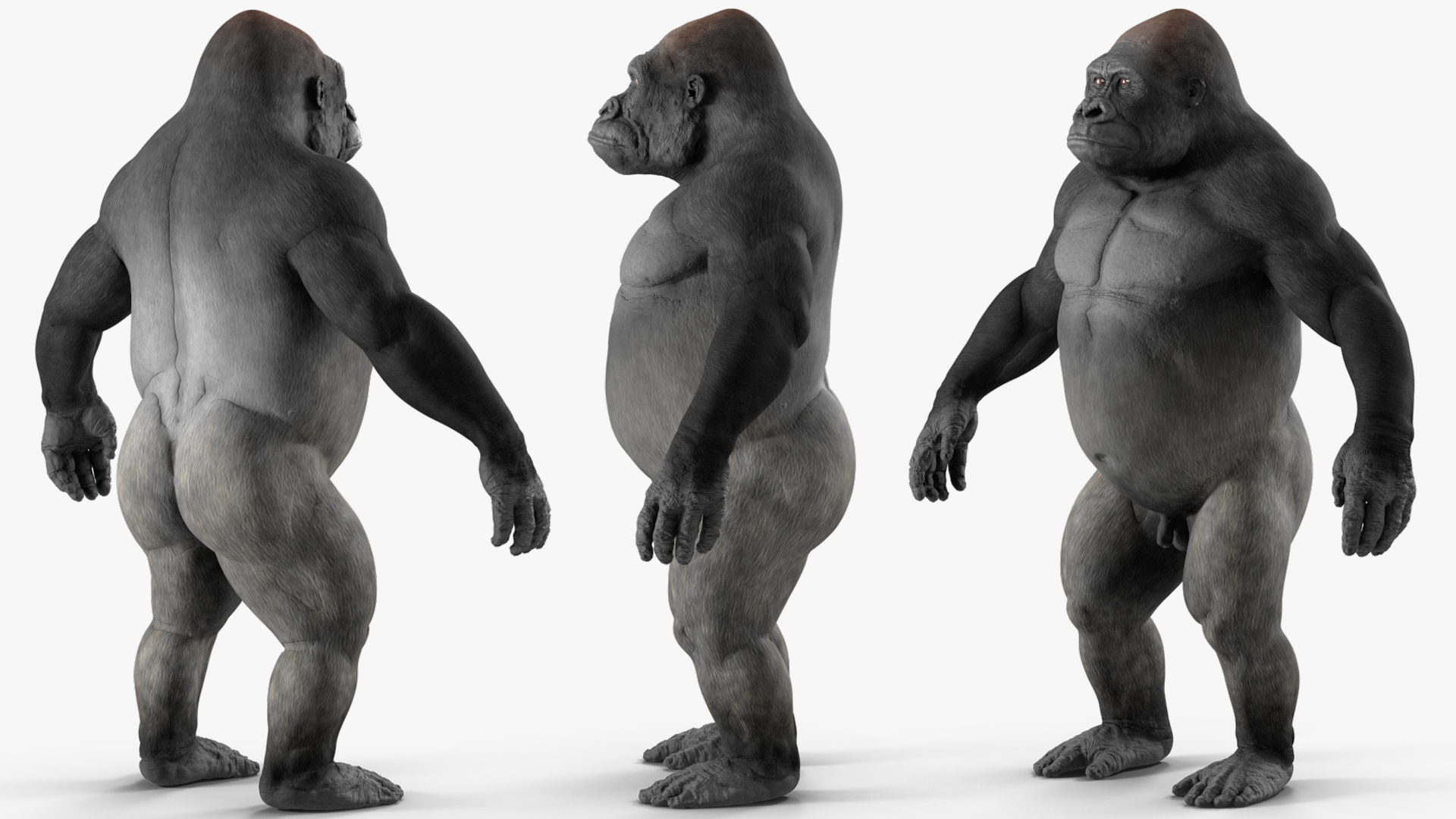 3D Gorilla Basic Pose model