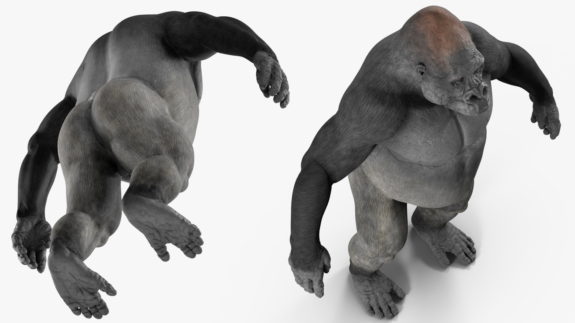 3D Gorilla Basic Pose model