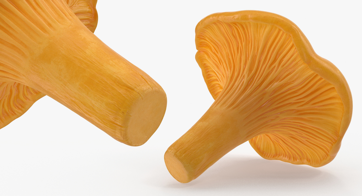 3D model Chanterelle Mushroom