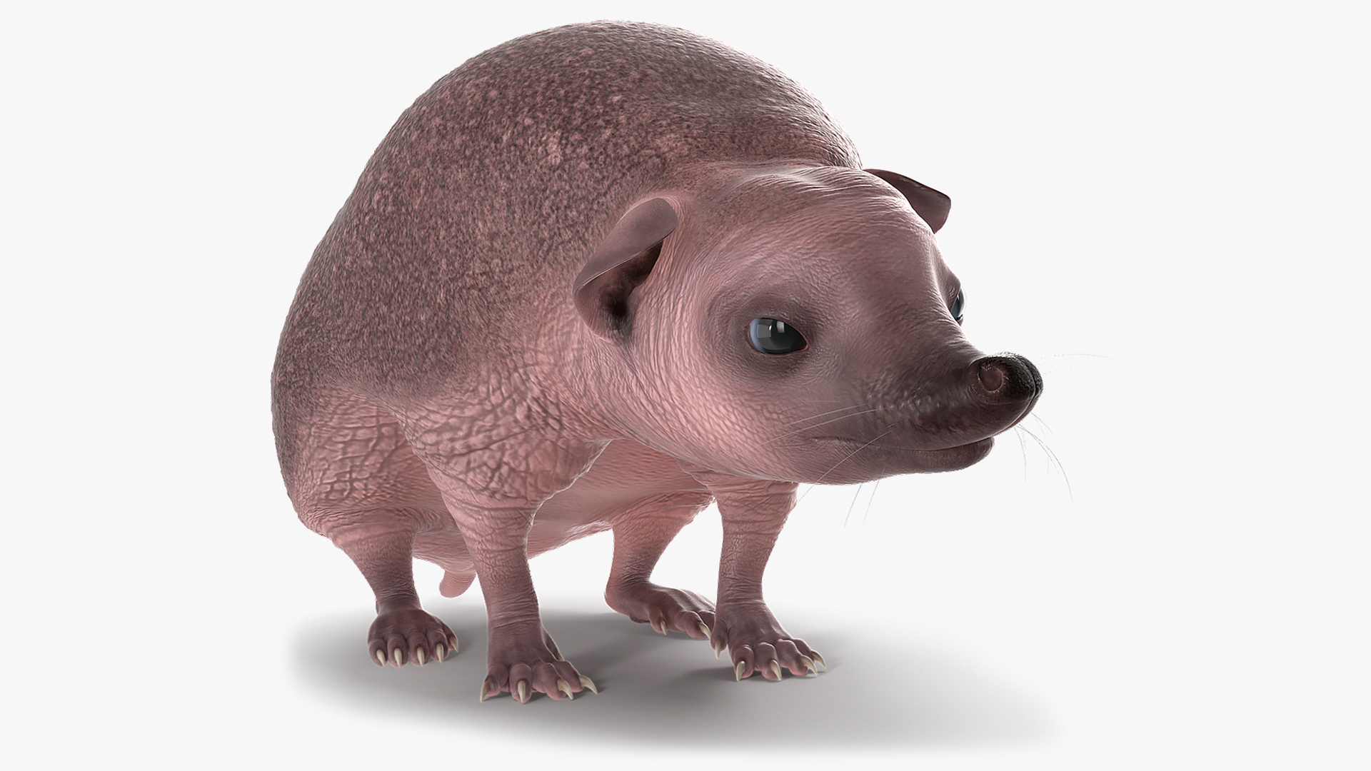 Hedgehog Bald Rigged for Cinema 4D 3D model