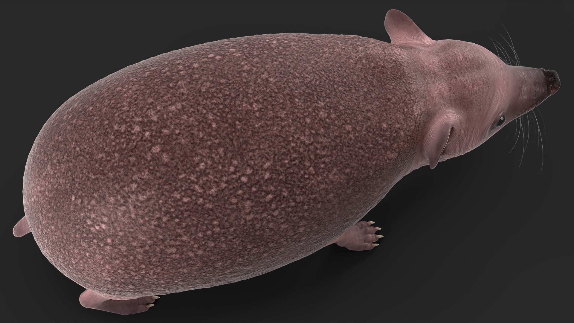 Hedgehog Bald Rigged for Cinema 4D 3D model