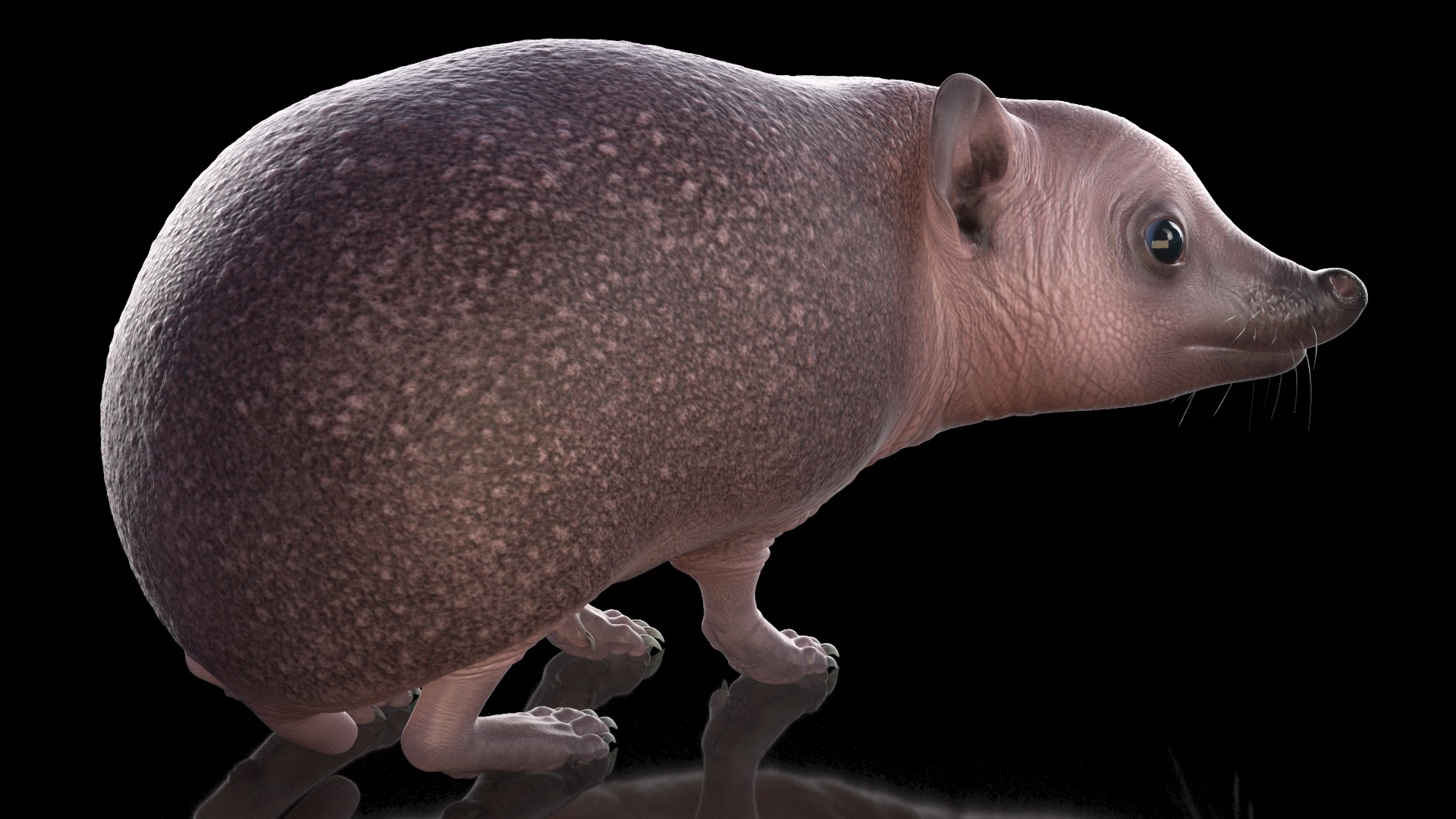 Hedgehog Bald Rigged for Cinema 4D 3D model