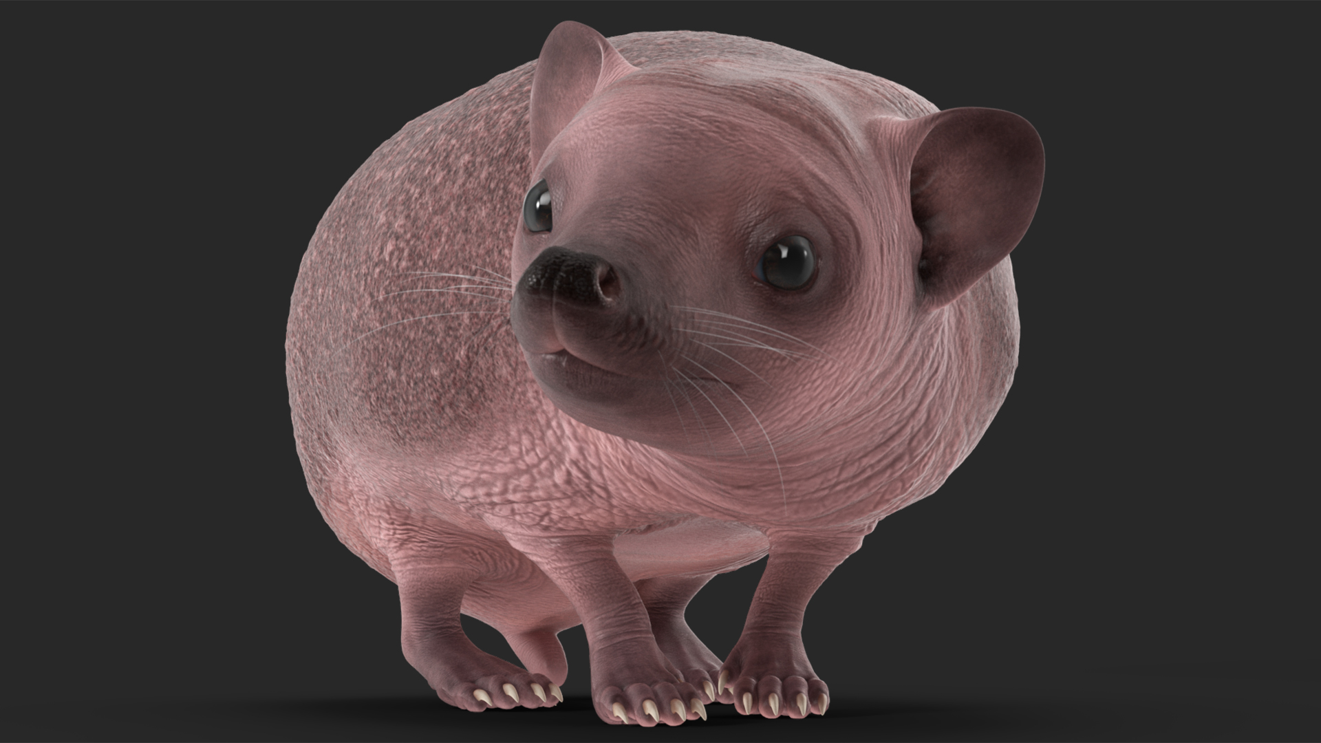 Hedgehog Bald Rigged for Cinema 4D 3D model