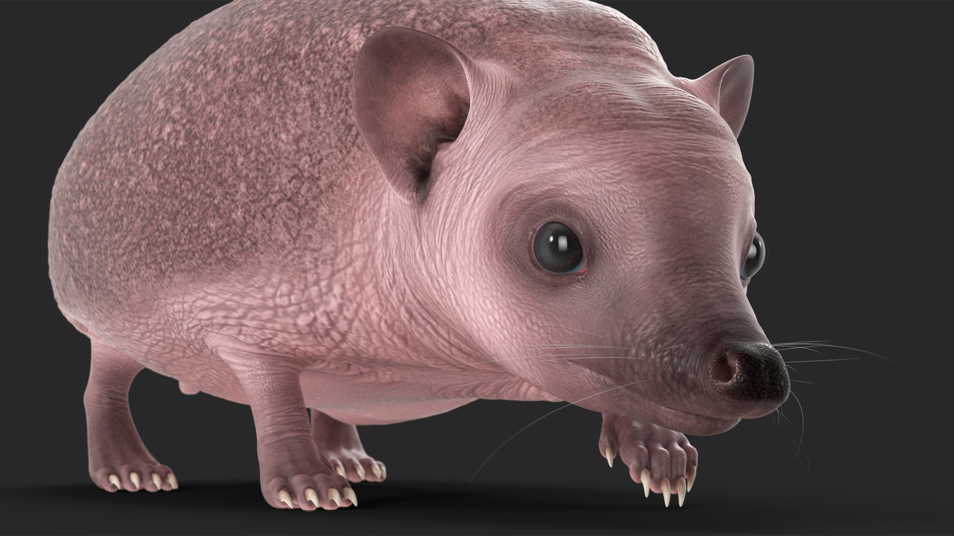 Hedgehog Bald Rigged for Cinema 4D 3D model