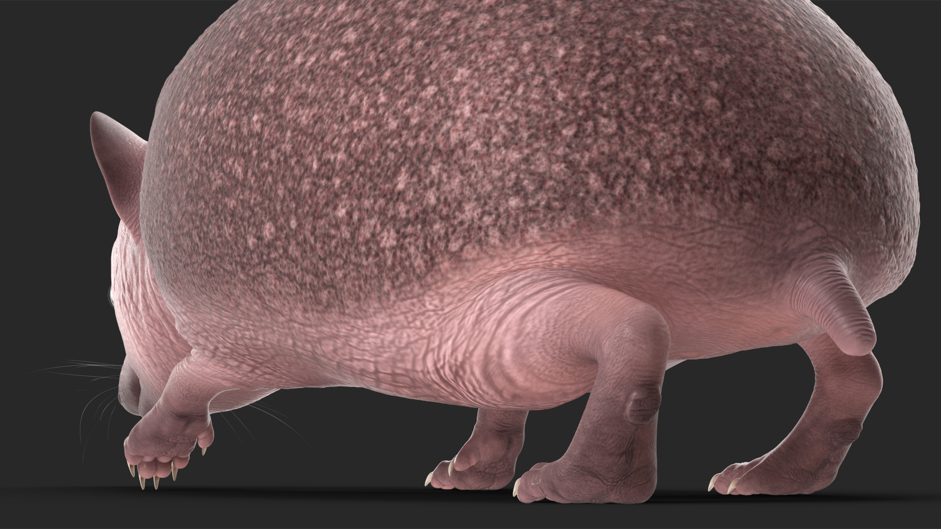 Hedgehog Bald Rigged for Cinema 4D 3D model