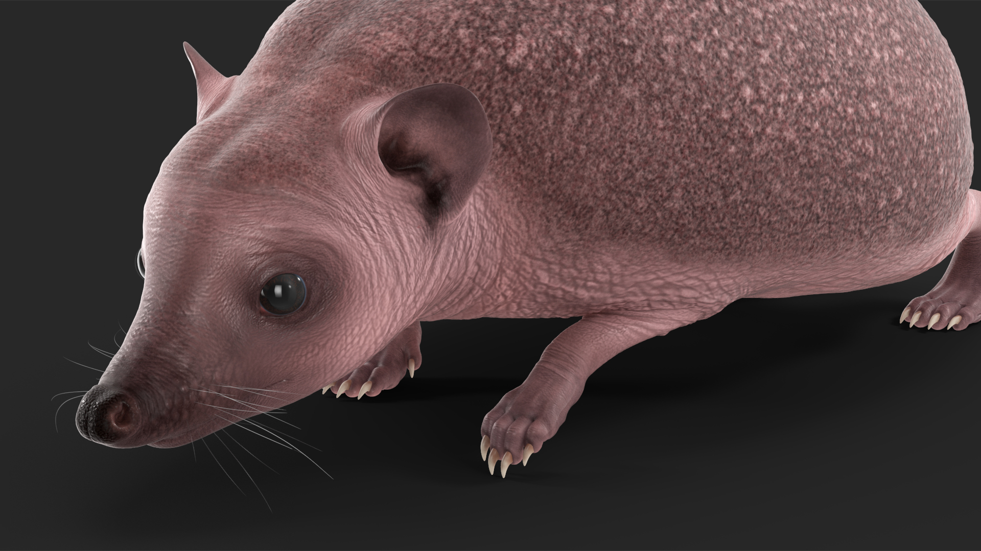 Hedgehog Bald Rigged for Cinema 4D 3D model