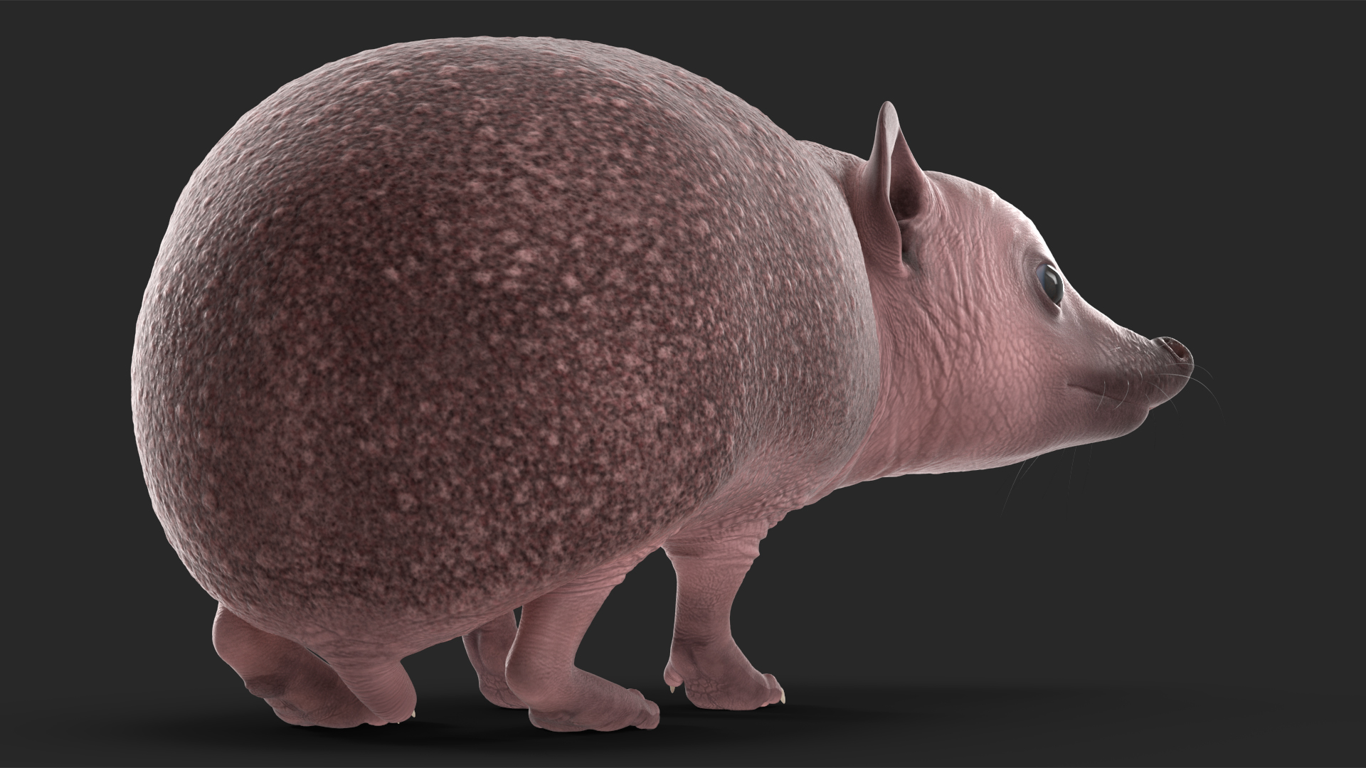 Hedgehog Bald Rigged for Cinema 4D 3D model