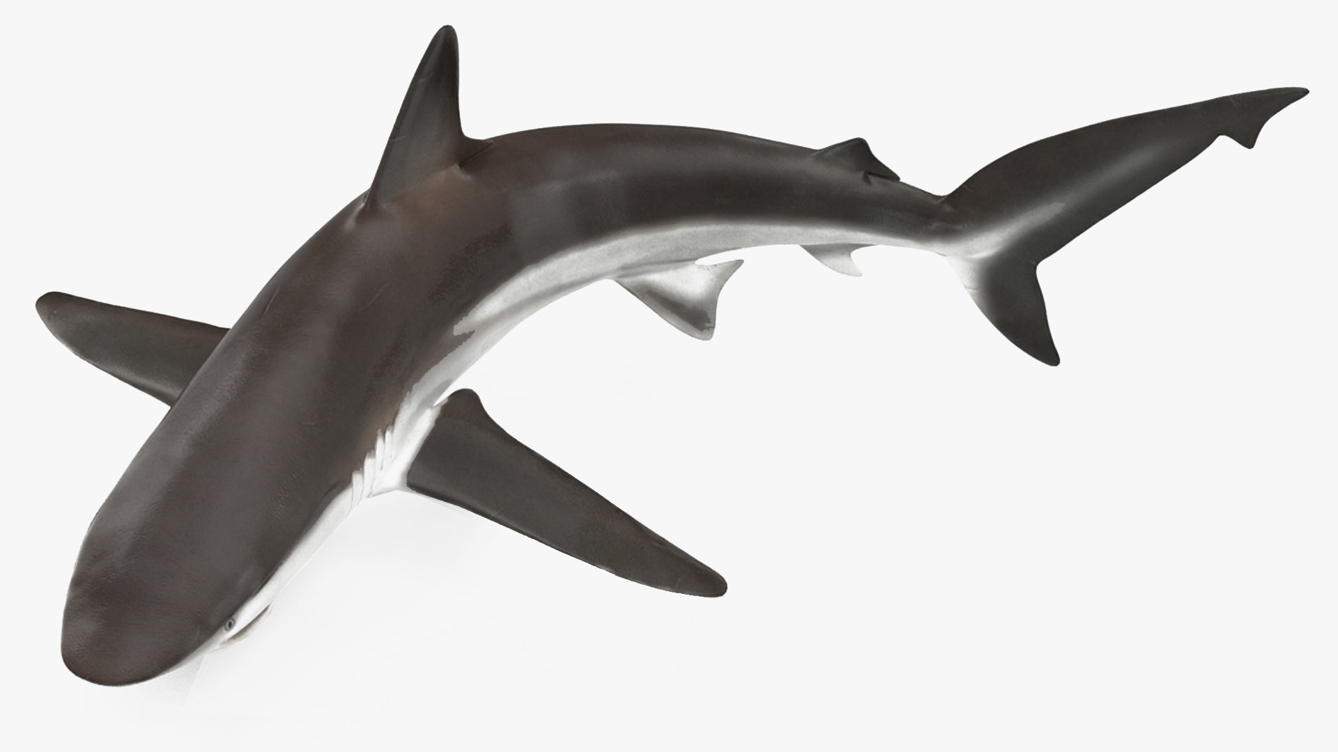 3D model Grey Reef Shark