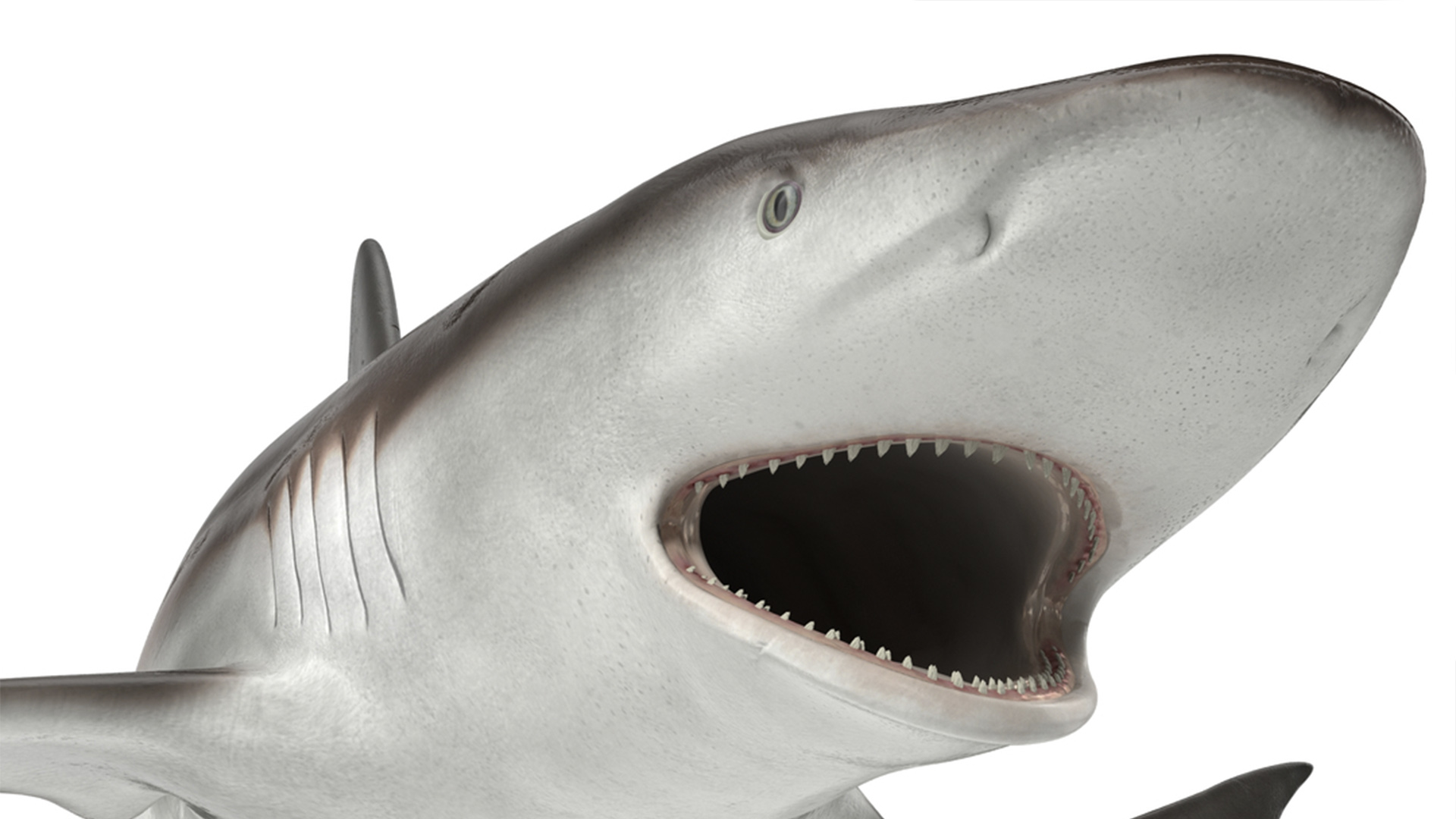 3D model Grey Reef Shark