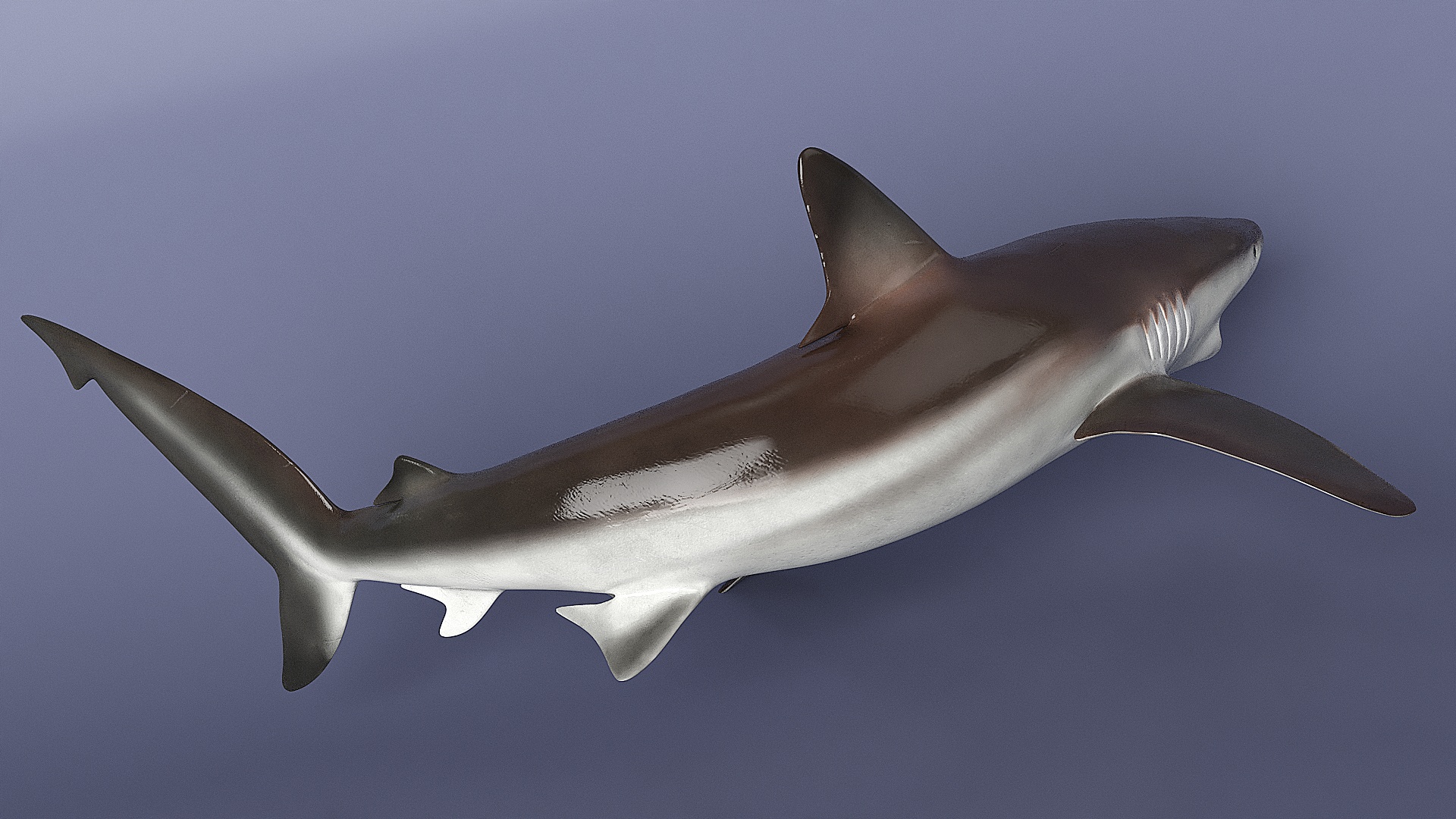 3D model Grey Reef Shark