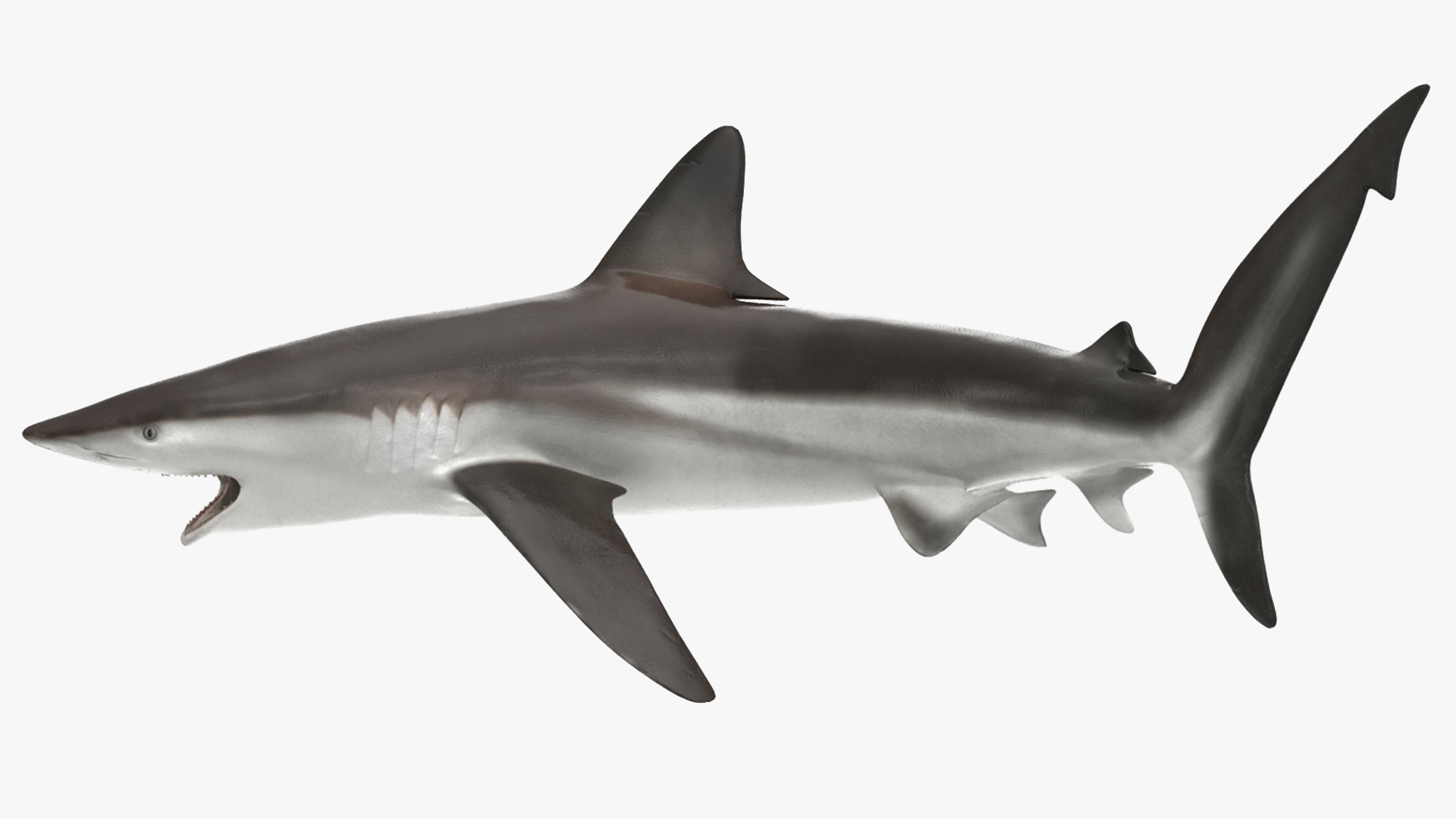 3D model Grey Reef Shark