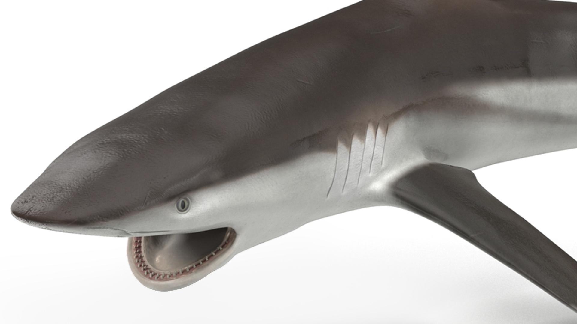 3D model Grey Reef Shark