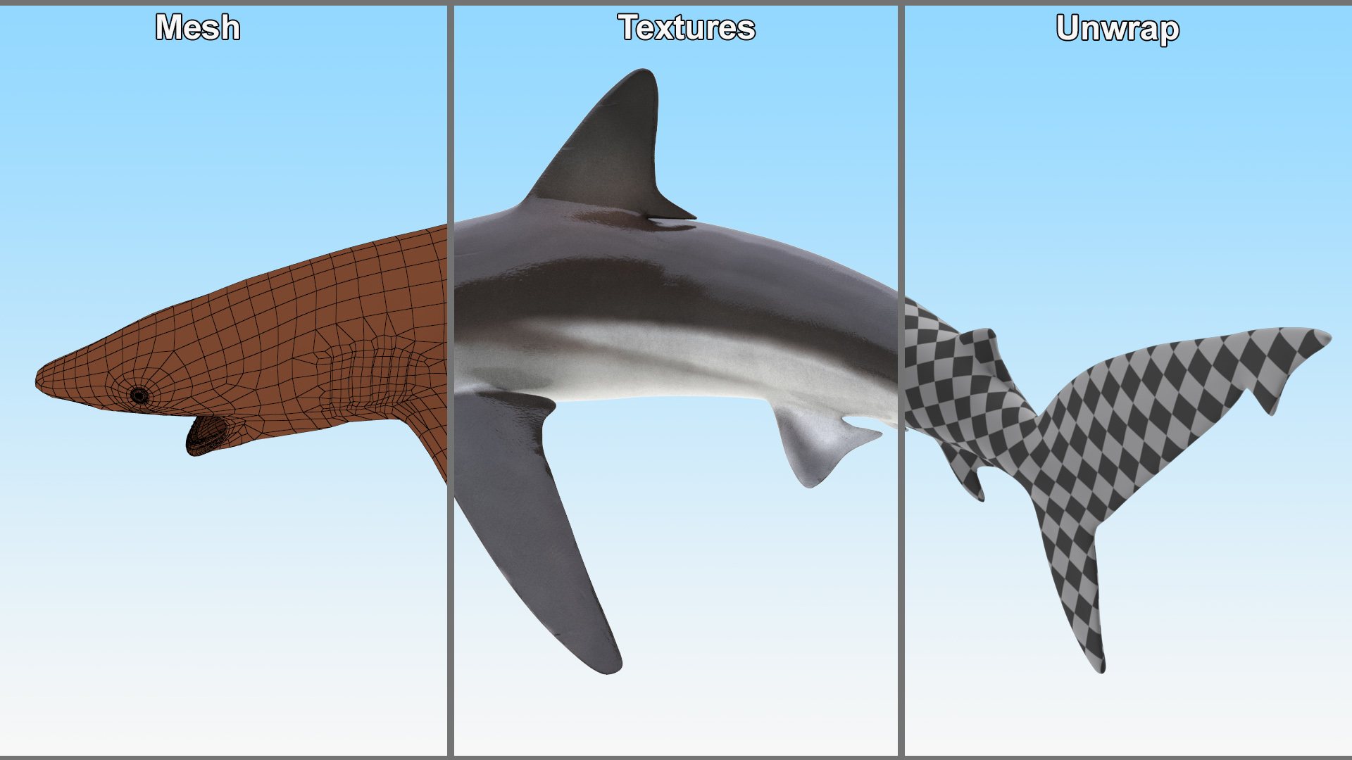 3D model Grey Reef Shark