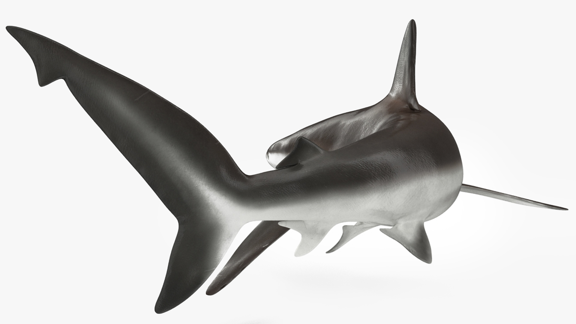 3D model Grey Reef Shark