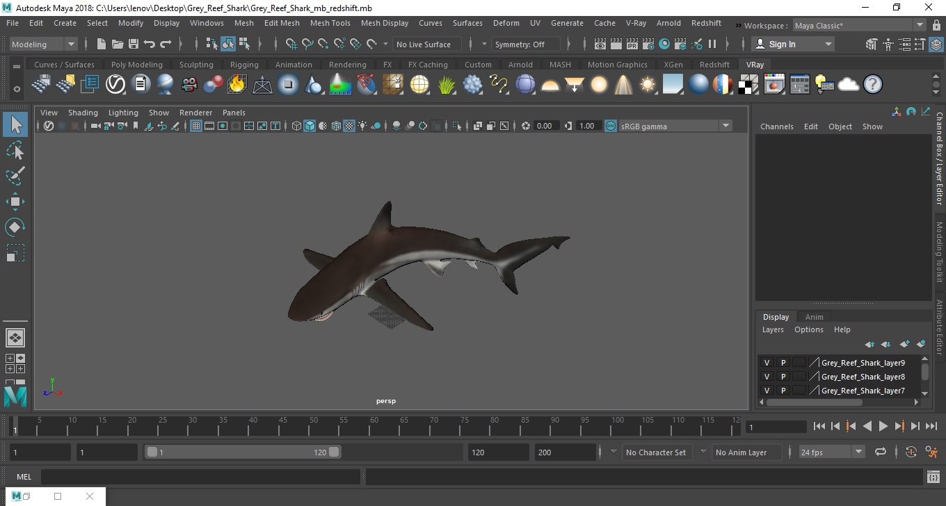 3D model Grey Reef Shark