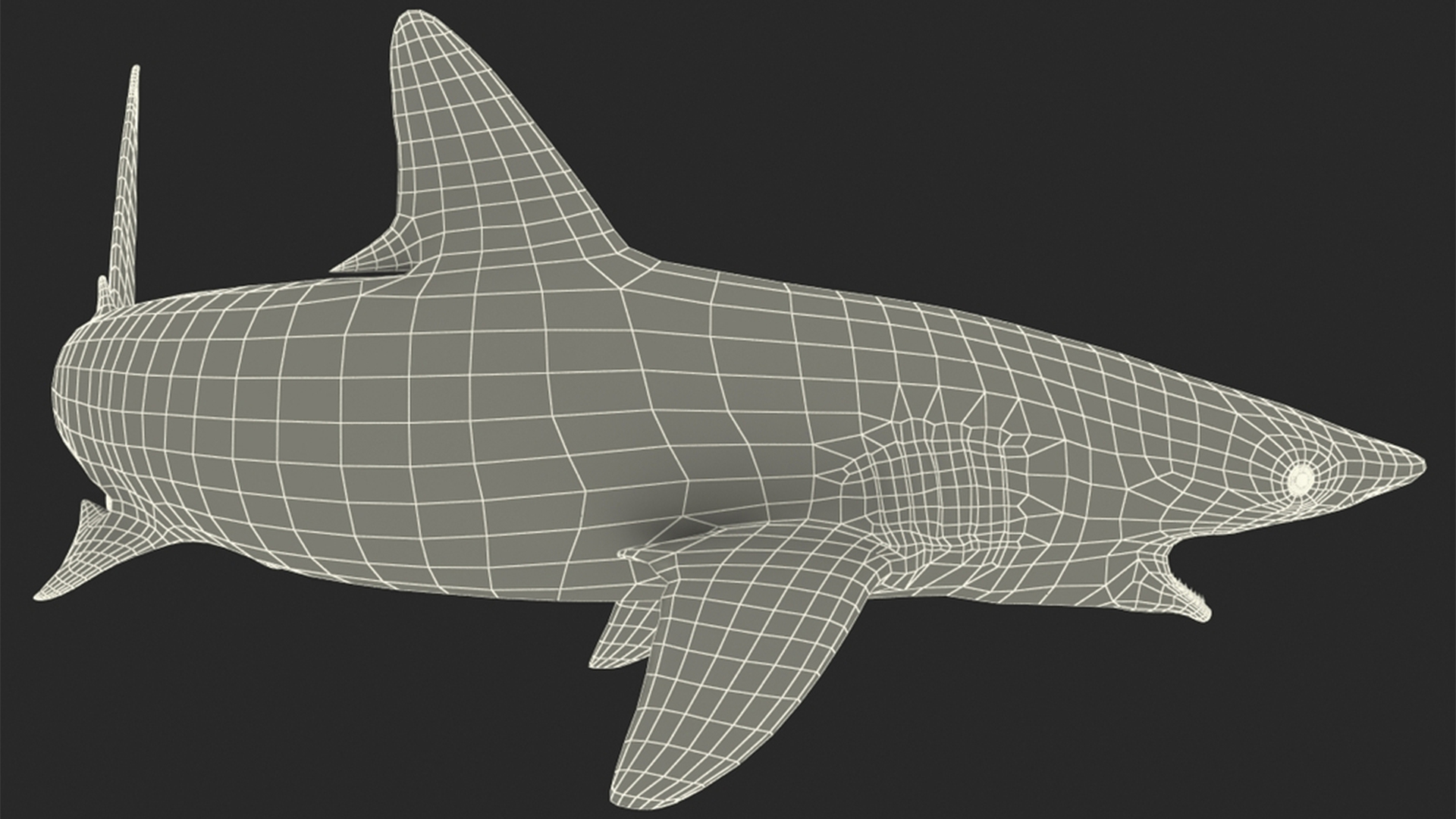 3D model Grey Reef Shark