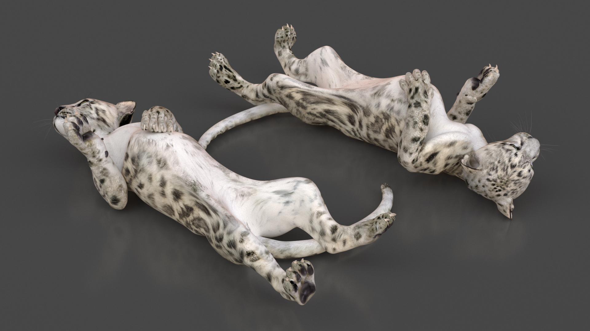 3D Snow Leopard Cub in Lying Playful Pose model