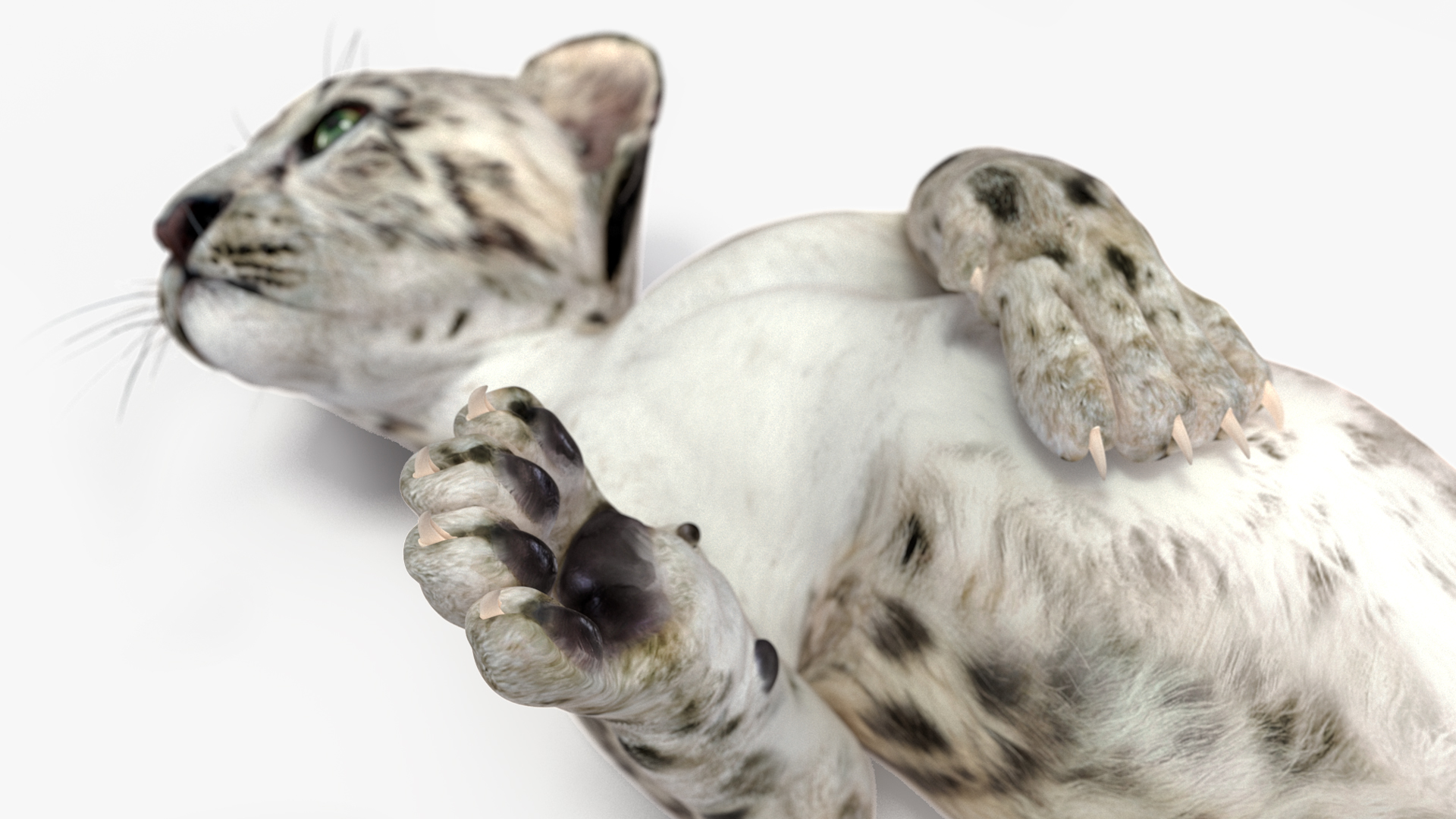 3D Snow Leopard Cub in Lying Playful Pose model