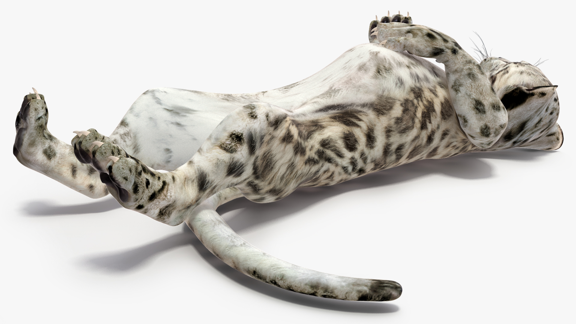 3D Snow Leopard Cub in Lying Playful Pose model