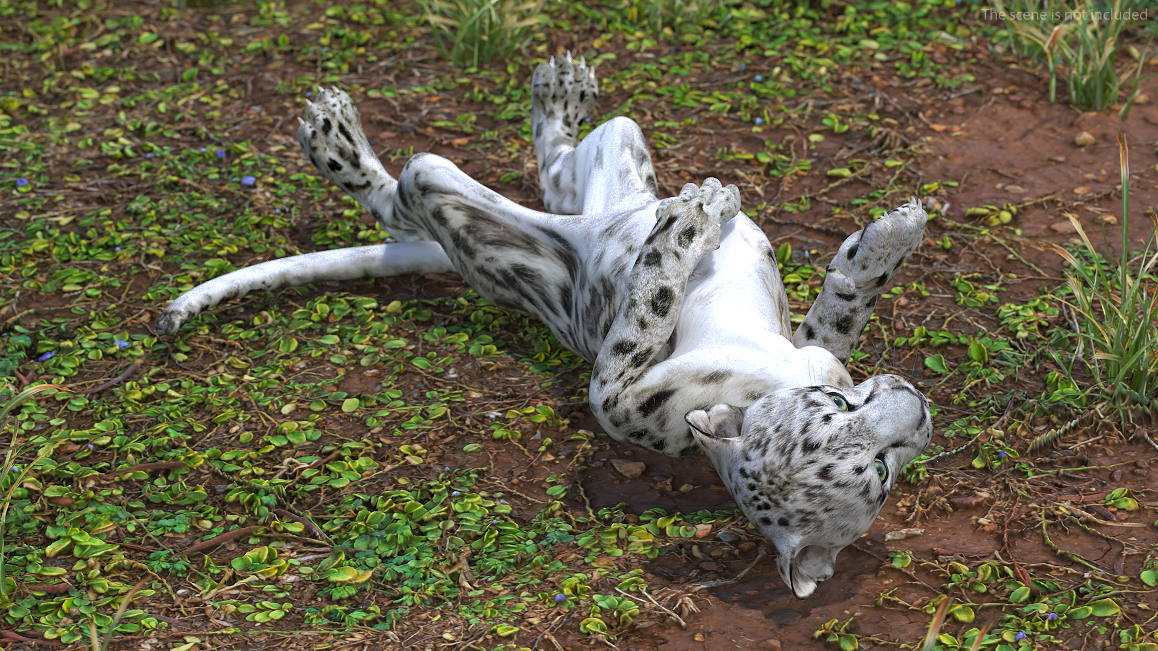 3D Snow Leopard Cub in Lying Playful Pose model