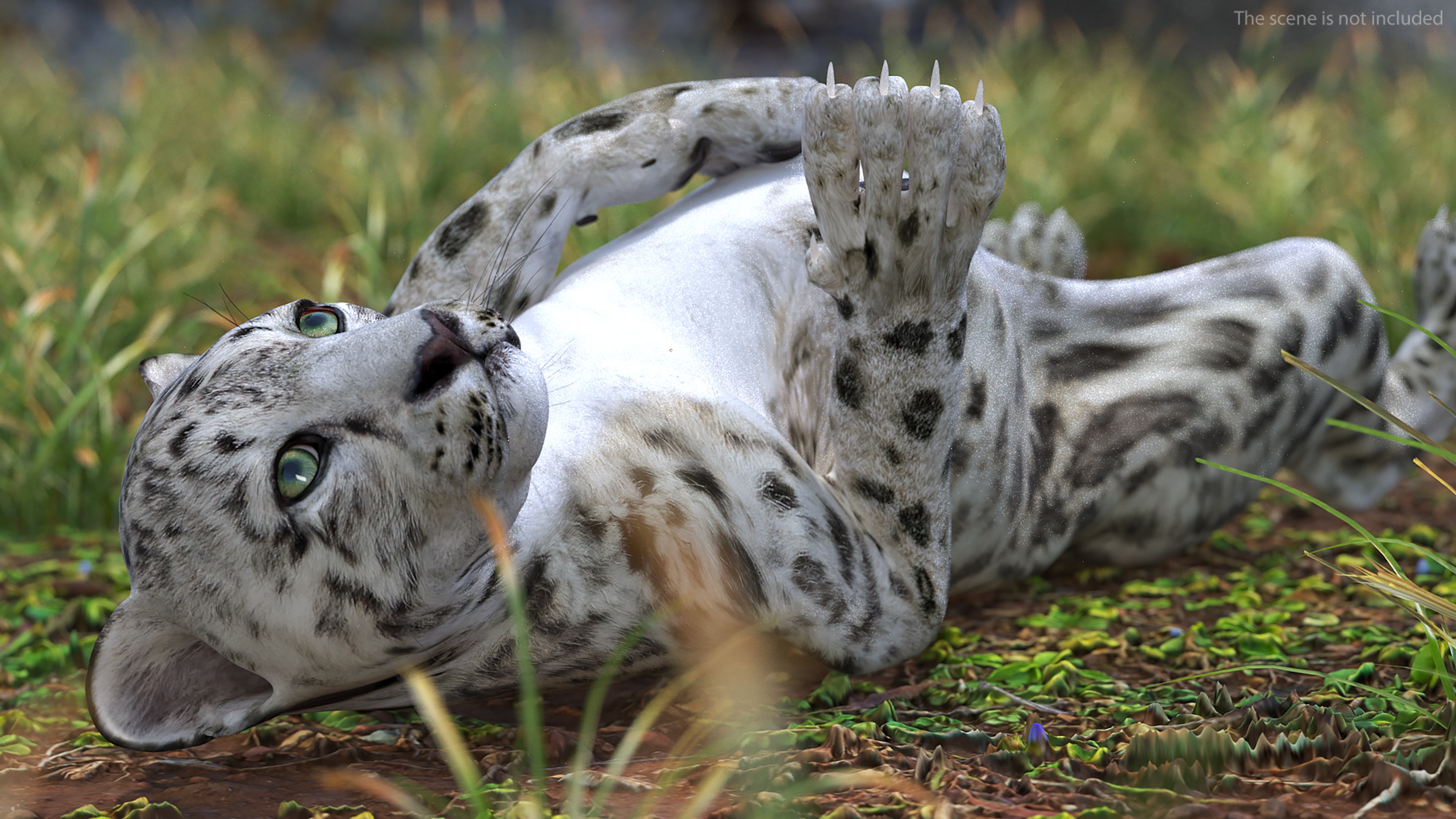 3D Snow Leopard Cub in Lying Playful Pose model