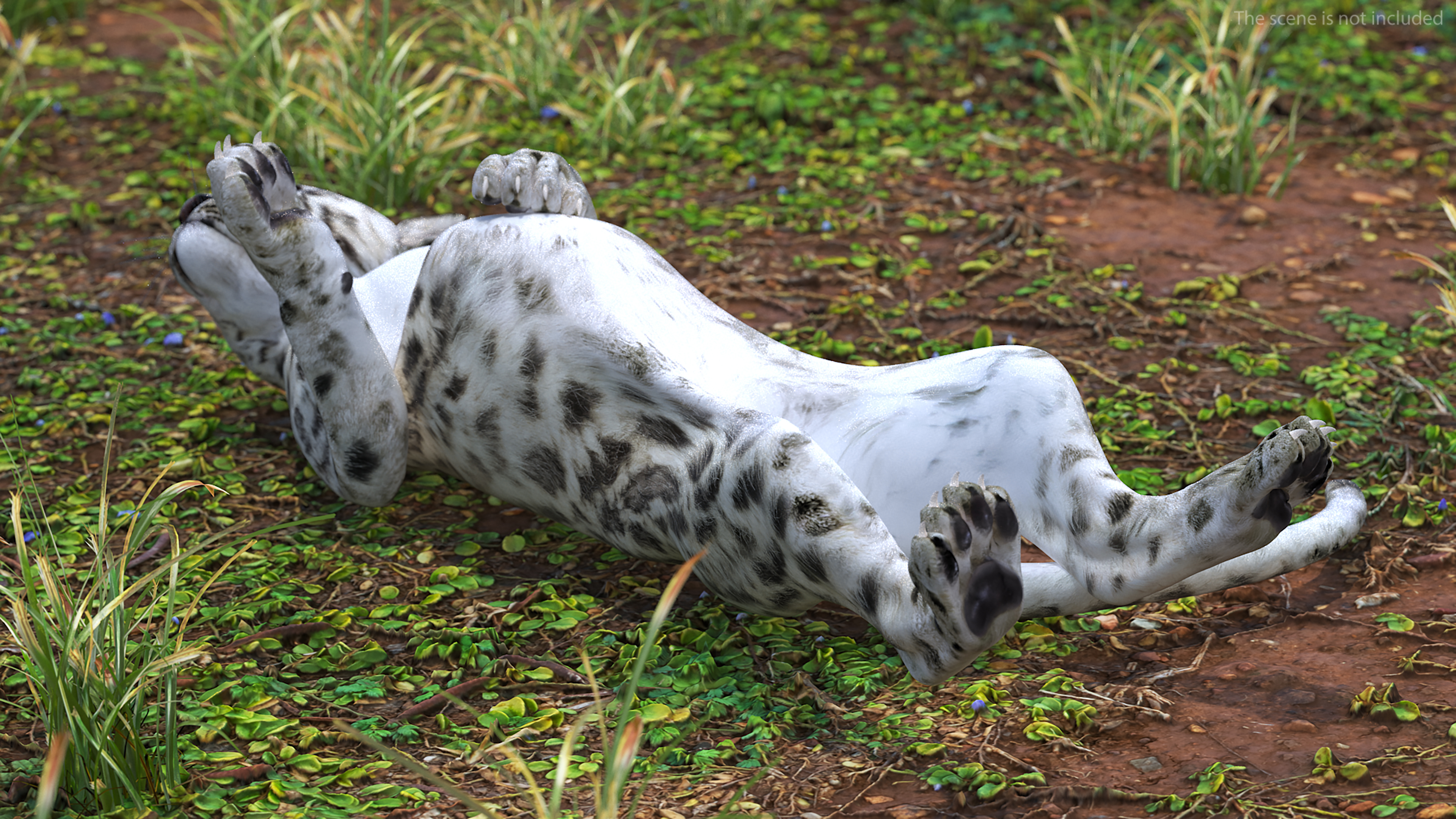 3D Snow Leopard Cub in Lying Playful Pose model