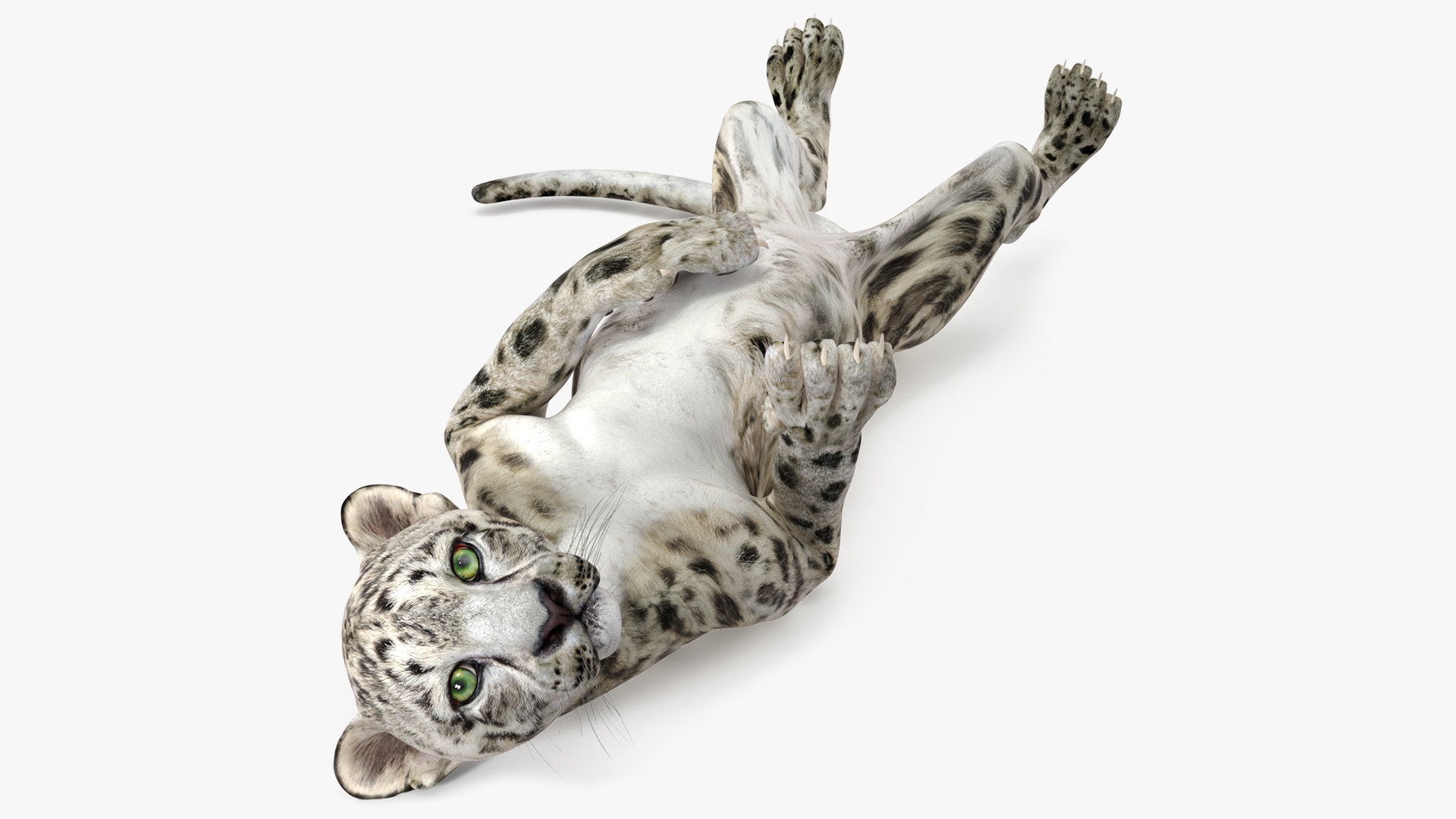 3D Snow Leopard Cub in Lying Playful Pose model