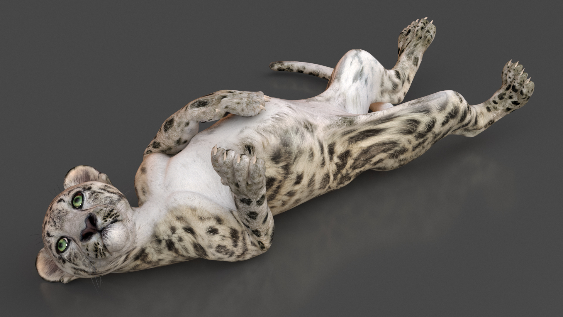 3D Snow Leopard Cub in Lying Playful Pose model