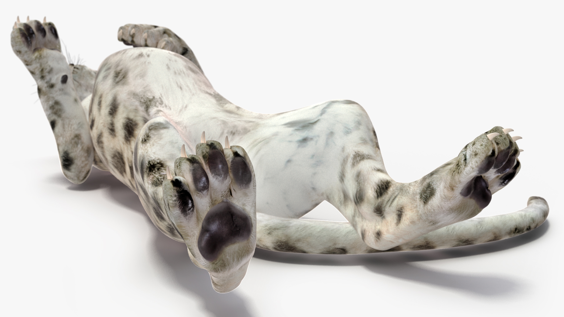 3D Snow Leopard Cub in Lying Playful Pose model