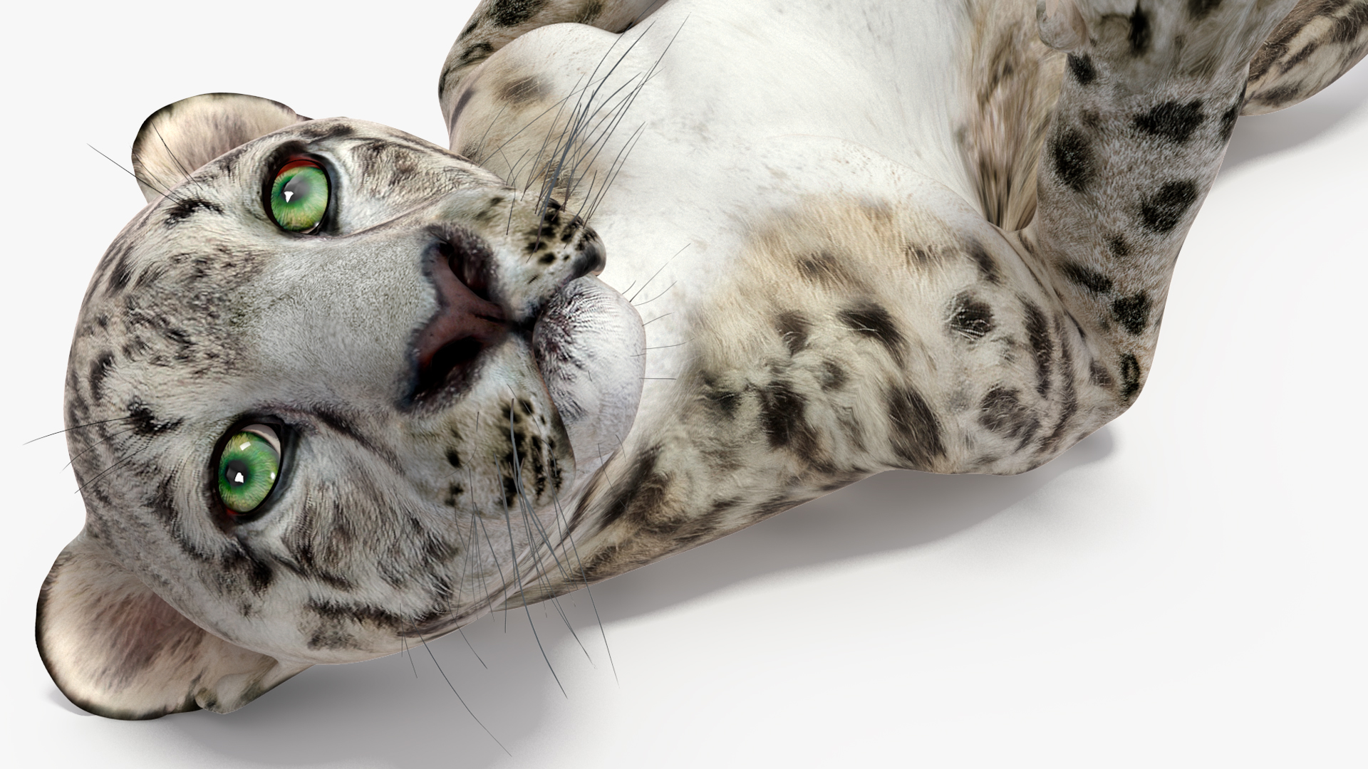 3D Snow Leopard Cub in Lying Playful Pose model