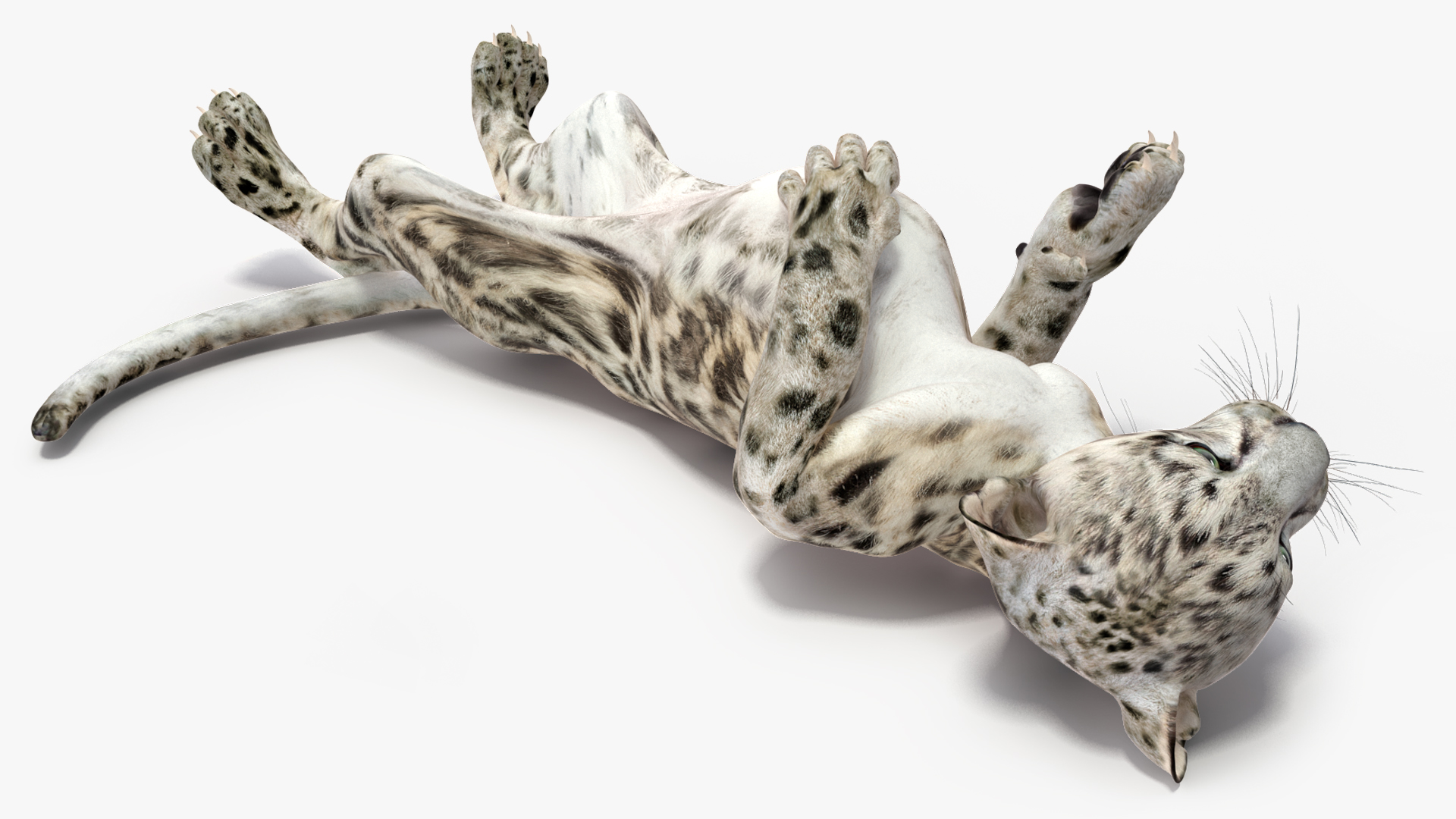 3D Snow Leopard Cub in Lying Playful Pose model