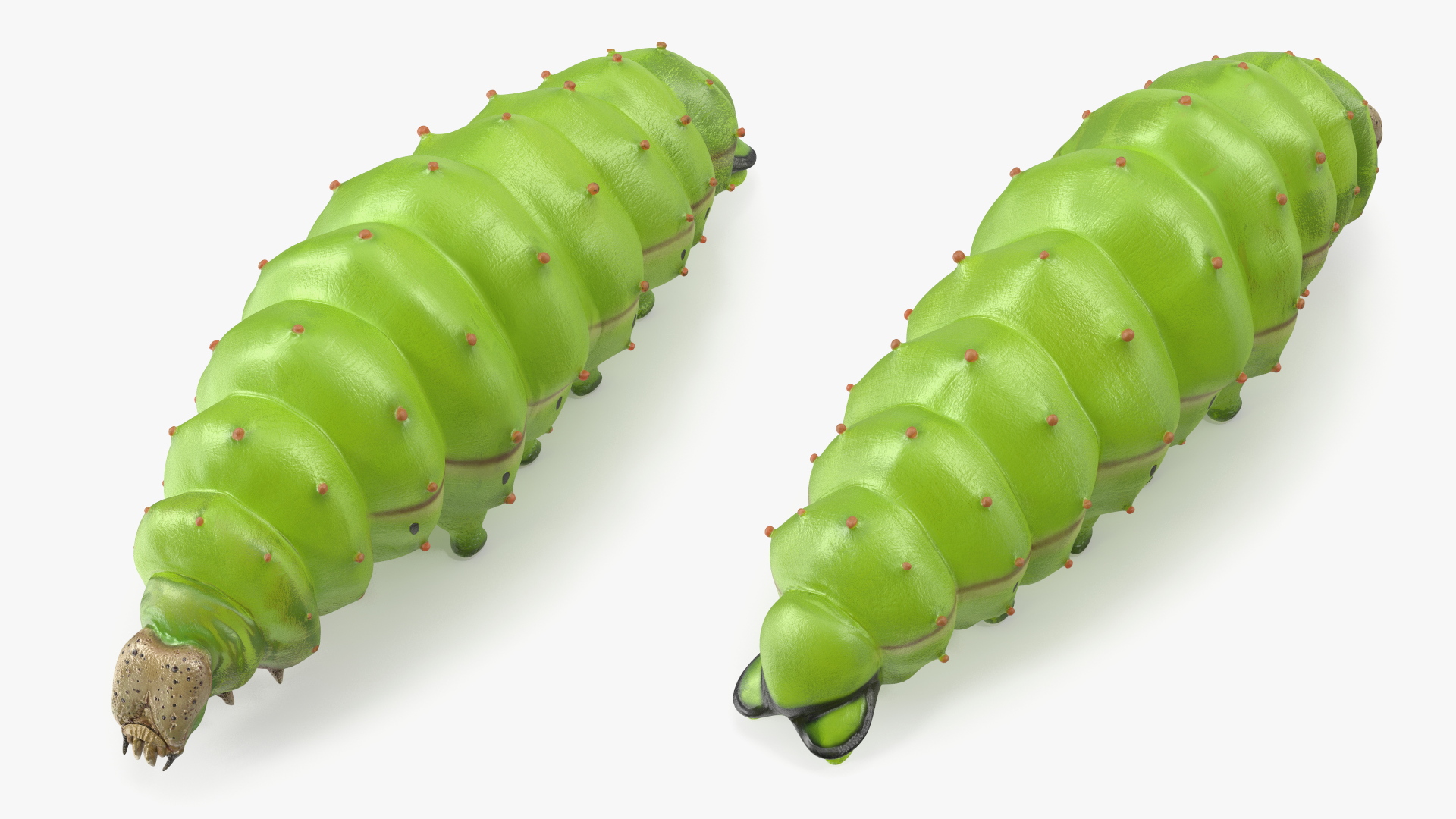 3D model Silkworm Green Rigged for Cinema 4D