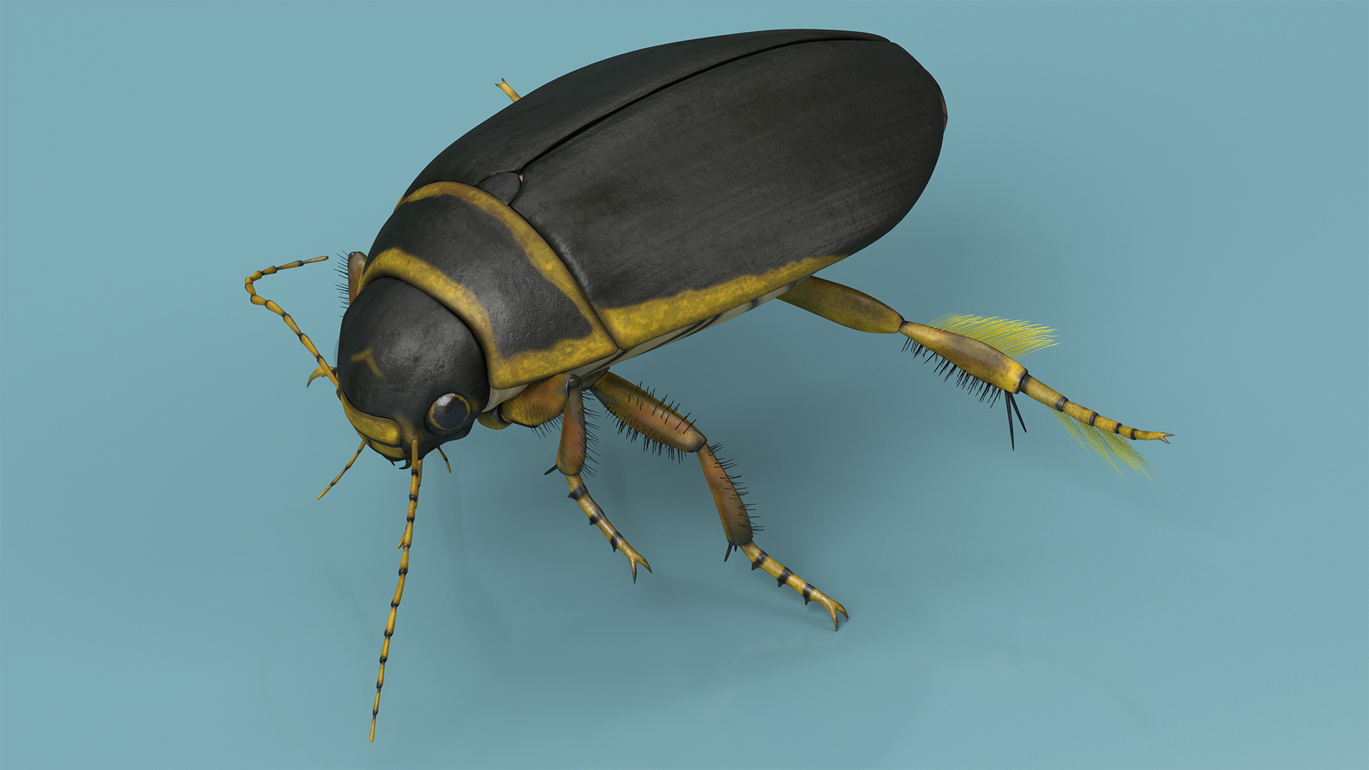 Aquatic Beetle Brown Floating 3D model