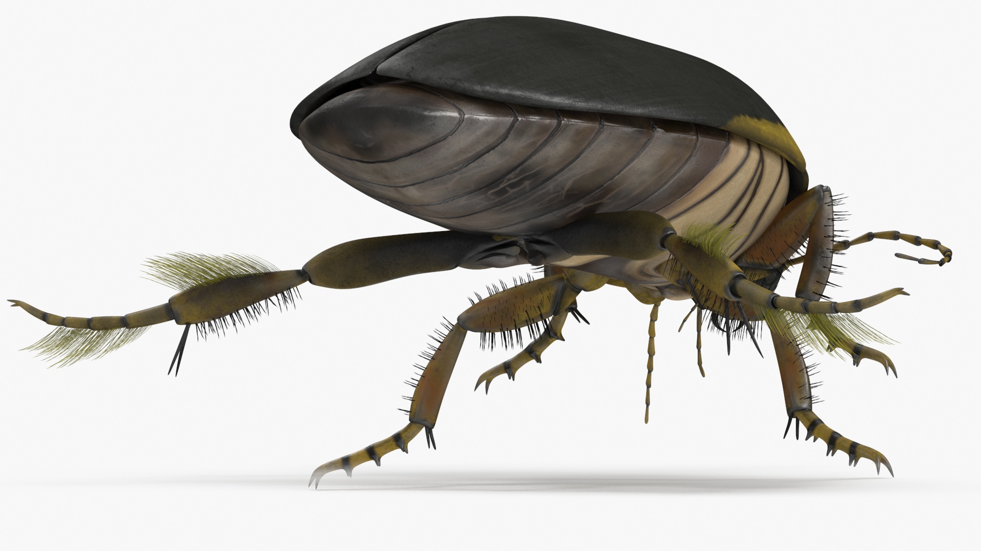 Aquatic Beetle Brown Floating 3D model