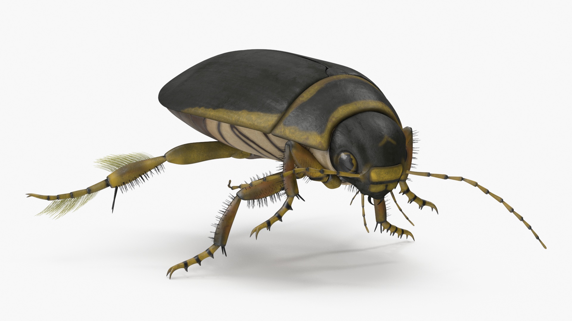 Aquatic Beetle Brown Floating 3D model