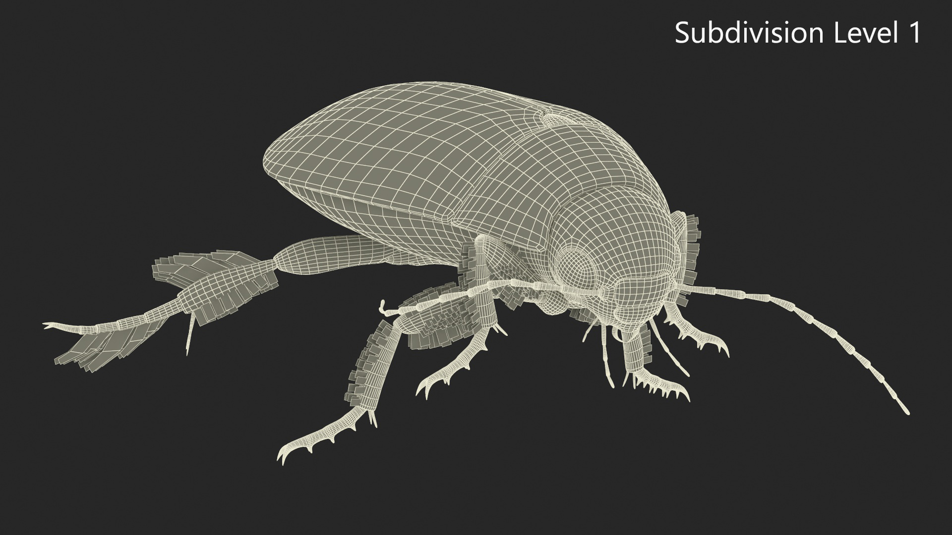 Aquatic Beetle Brown Floating 3D model