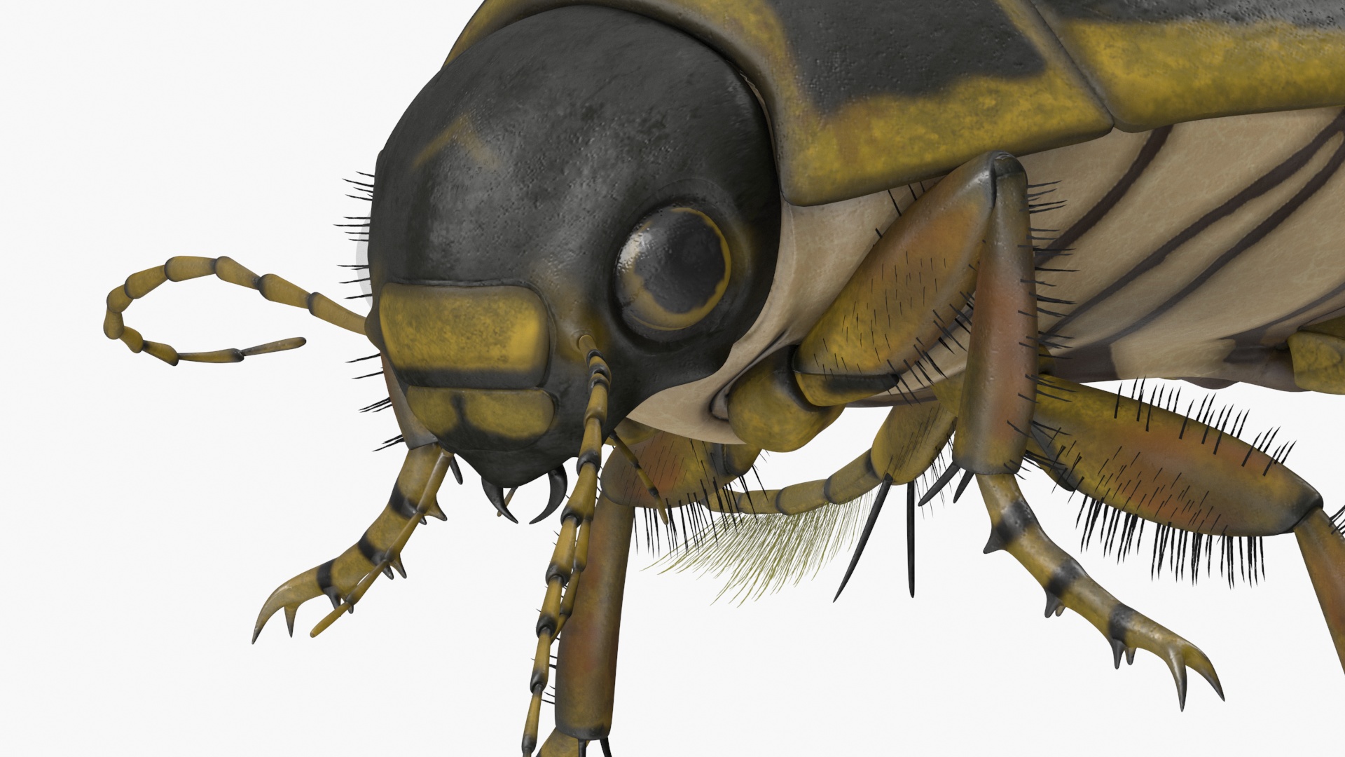 Aquatic Beetle Brown Floating 3D model