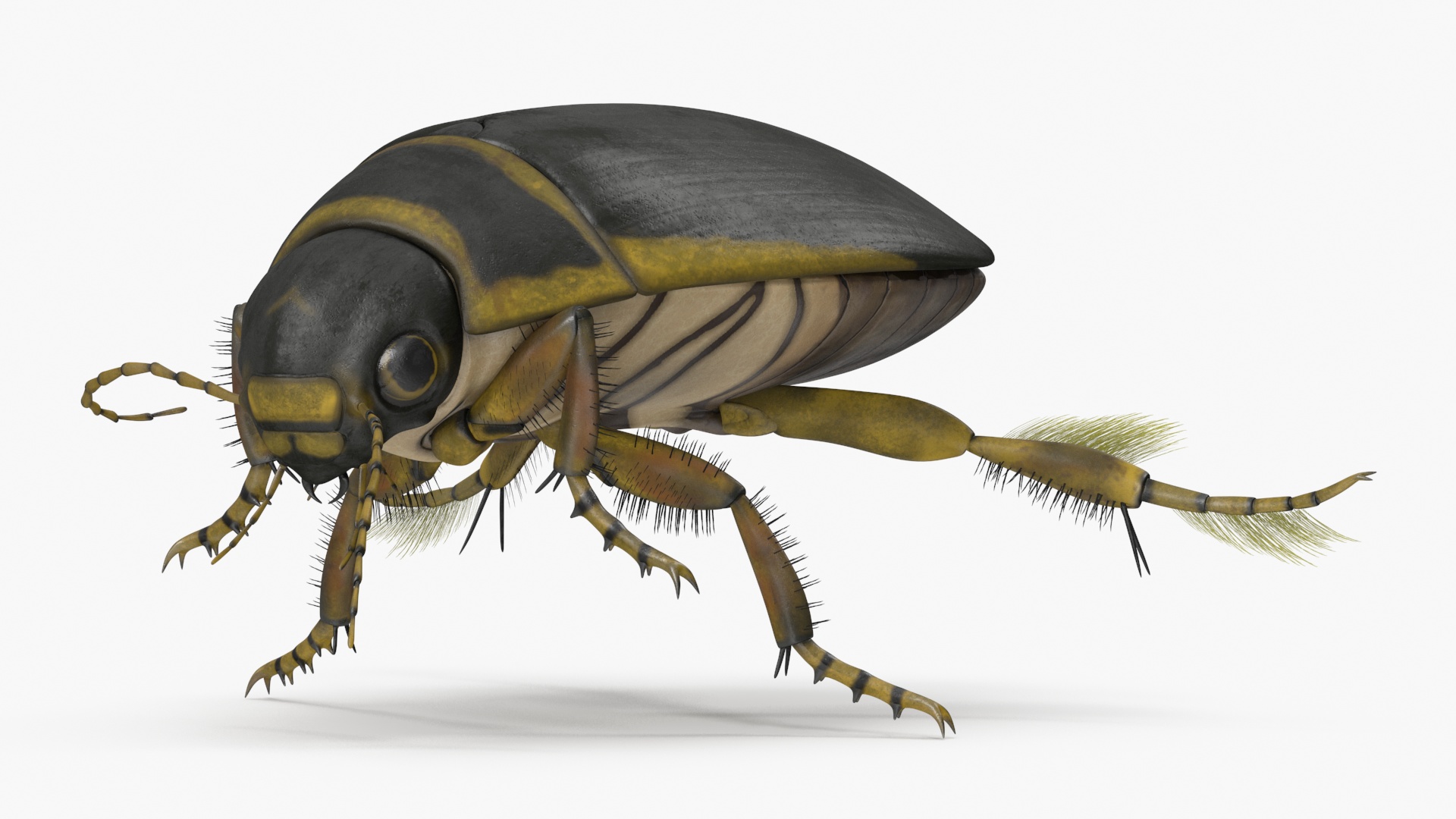 Aquatic Beetle Brown Floating 3D model