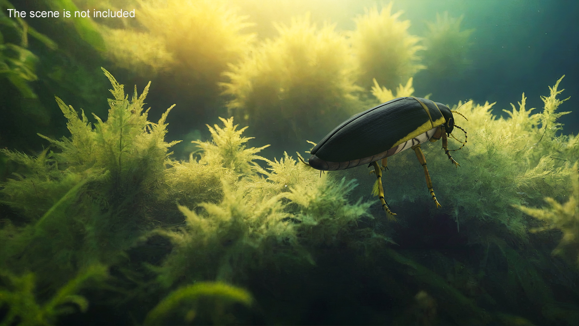 Aquatic Beetle Brown Floating 3D model