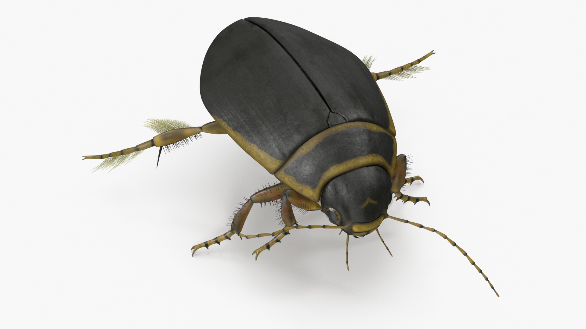 Aquatic Beetle Brown Floating 3D model