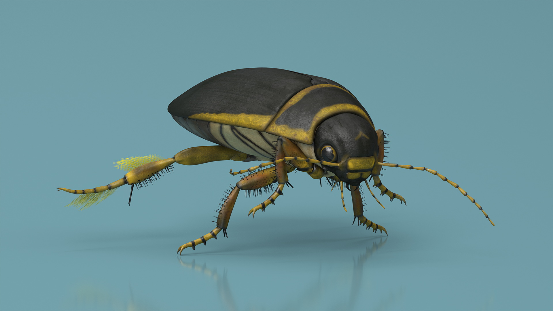 Aquatic Beetle Brown Floating 3D model